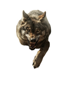 Running Wolf Vinyl Car Decal Sticker – Waterproof & UV-Resistant 8" Running Wolf Vinyl Car Decal Sticker – Waterproof & UV-Resistant 8"