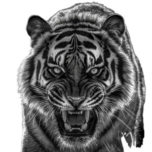 Angry Tiger Head Vinyl Car Decal Sticker – Waterproof & UV-Resistant 8"