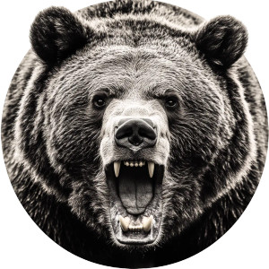 Grizzly Bear Vinyl Car Decal Sticker – Waterproof & UV-Resistant 8" Grizzly Bear Vinyl Car Decal Sticker – Waterproof & UV-Resistant 8"