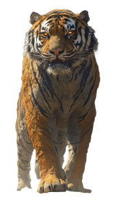 Cosmic Scarred Tiger Vinyl Car Decal Sticker – Waterproof & UV-Resistant 8"