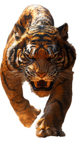 Snake-Tiger Hybrid Vinyl Car Decal Sticker – Waterproof & UV-Resistant 8"