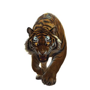 Majestic Siberian Tiger Vinyl Car Decal Sticker – Waterproof & UV-Resistant 8" Majestic Siberian Tiger Vinyl Car Decal Sticker – Waterproof & UV-Resistant 8"