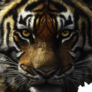 Tiger Head V2 Vinyl Car Decal Sticker – Waterproof & UV-Resistant 8"