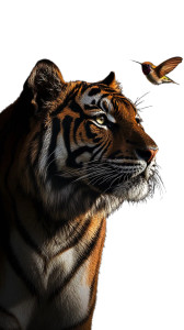 Majestic Tiger Dawn V2 Vinyl Car Decal Sticker – Waterproof & UV-Resistant 8"