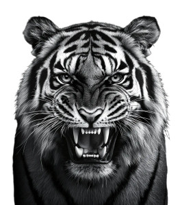 Angry Tiger V21 Vinyl Car Decal Sticker – Waterproof & UV-Resistant 8" Angry Tiger V21 Vinyl Car Decal Sticker – Waterproof & UV-Resistant 8"