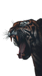 Fierce Tiger Close-Up Vinyl Car Decal Sticker – Waterproof & UV-Resistant 8"