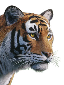 Majestic Tiger Portrait V4 Vinyl Car Decal Sticker – Waterproof & UV-Resistant 8" Majestic Tiger Portrait V4 Vinyl Car Decal Sticker – Waterproof & UV-Resistant 8"