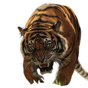 Angry Tiger Prowling Vinyl Car Decal Sticker – Waterproof & UV-Resistant 8"