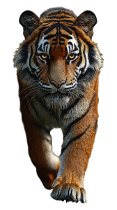 Colossal Tiger Stride Vinyl Car Decal Sticker – Waterproof & UV-Resistant 8" Colossal Tiger Stride Vinyl Car Decal Sticker – Waterproof & UV-Resistant 8"