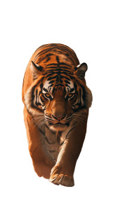 Intense Tiger Surreal Vinyl Car Decal Sticker – Waterproof & UV-Resistant 8" Intense Tiger Surreal Vinyl Car Decal Sticker – Waterproof & UV-Resistant 8"