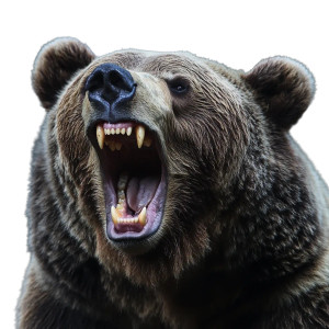 Growling Bear V6 Vinyl Car Decal Sticker – Waterproof & UV-Resistant 8" Growling Bear V6 Vinyl Car Decal Sticker – Waterproof & UV-Resistant 8"