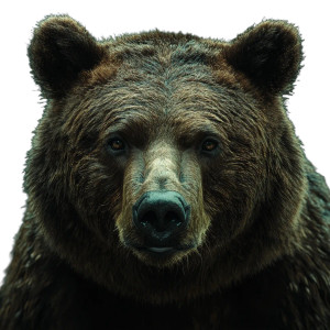 Bear Vinyl Car Decal Sticker – Waterproof & UV-Resistant 8"