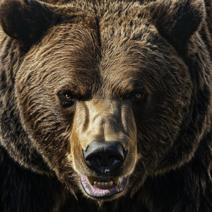 Angry Grizzly Bear V20 Vinyl Car Decal Sticker – Waterproof & UV-Resistant 8"