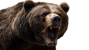 Angry Scary Bear Vinyl Car Decal Sticker – Waterproof & UV-Resistant 8" Angry Scary Bear Vinyl Car Decal Sticker – Waterproof & UV-Resistant 8"