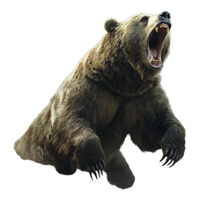 Roaring Grizzly Bear V14 Vinyl Car Decal Sticker – Waterproof & UV-Resistant 8"