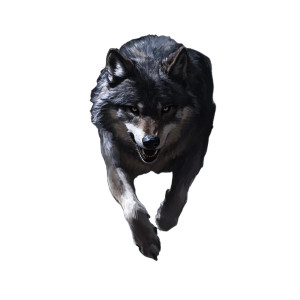 Threatening Wolf Vinyl Car Decal Sticker – Waterproof & UV-Resistant 8"
