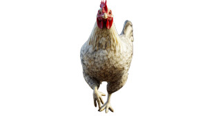 Confident Chicken Approach Vinyl Car Decal Sticker – Waterproof & UV-Resistant 8"