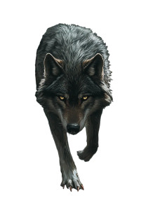 Proud Wolf Vinyl Car Decal Sticker – Waterproof & UV-Resistant 8" Proud Wolf Vinyl Car Decal Sticker – Waterproof & UV-Resistant 8"