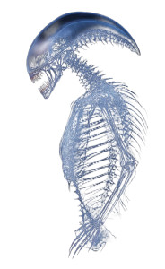 Alien Spine X-Ray Vinyl Car Decal Sticker – Waterproof & UV-Resistant 8"