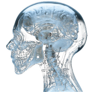 Robotic Brain X-Ray Vinyl Car Decal Sticker – Waterproof & UV-Resistant 8"