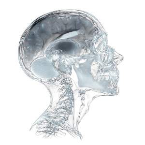 Human Head Scan Vinyl Car Decal Sticker – Waterproof & UV-Resistant 8" Human Head Scan Vinyl Car Decal Sticker – Waterproof & UV-Resistant 8"