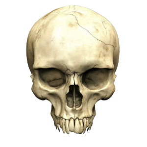 Realistic Human Skull Vinyl Car Decal Sticker – Waterproof & UV-Resistant 8" Realistic Human Skull Vinyl Car Decal Sticker – Waterproof & UV-Resistant 8"