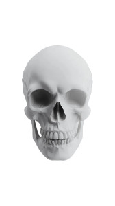 Human Skull V2 Vinyl Car Decal Sticker – Waterproof & UV-Resistant 8" Human Skull V2 Vinyl Car Decal Sticker – Waterproof & UV-Resistant 8"