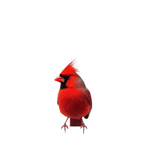 Red Cardinal Vinyl Car Decal Sticker – Waterproof & UV-Resistant 8"
