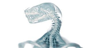 Snake Skull Human Vinyl Car Decal Sticker – Waterproof & UV-Resistant 8"