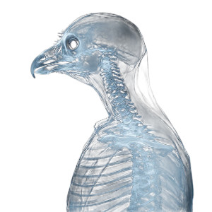 Human Bird Hybrid Vinyl Car Decal Sticker – Waterproof & UV-Resistant 8" Human Bird Hybrid Vinyl Car Decal Sticker – Waterproof & UV-Resistant 8"