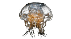 Alien Intelligence Jellyfish Vinyl Car Decal Sticker – Waterproof & UV-Resistant 8"