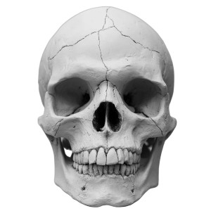 Realistic Gray Skull Vinyl Car Decal Sticker – Waterproof & UV-Resistant 8"