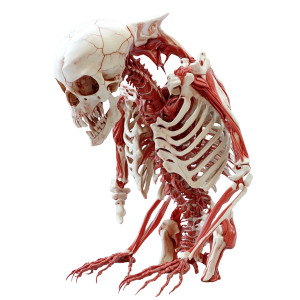 Biologische Anatomie Illustration Vinyl Car Decal Sticker – Waterproof & UV-Resistant 8"