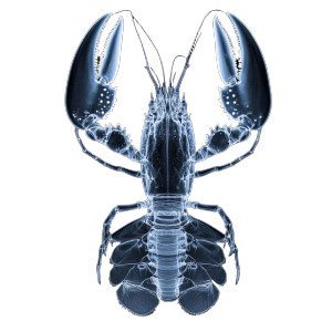 Xray Lobster Vinyl Car Decal Sticker – Waterproof & UV-Resistant 8" Xray Lobster Vinyl Car Decal Sticker – Waterproof & UV-Resistant 8"