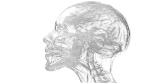 Xray Brain View Vinyl Car Decal Sticker – Waterproof & UV-Resistant 8"
