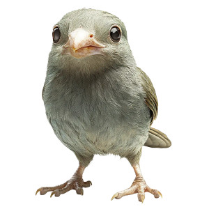 Bird Rodent Hybrid Vinyl Car Decal Sticker – Waterproof & UV-Resistant 8"