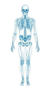 X-Ray Human Body V2 Vinyl Car Decal Sticker – Waterproof & UV-Resistant 8"