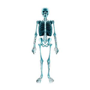 Cartoon Skeleton X-Ray Vinyl Car Decal Sticker – Waterproof & UV-Resistant 8"