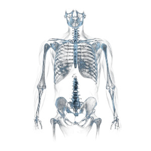 Chest X-Ray Vinyl Car Decal Sticker – Waterproof & UV-Resistant 8" Chest X-Ray Vinyl Car Decal Sticker – Waterproof & UV-Resistant 8"
