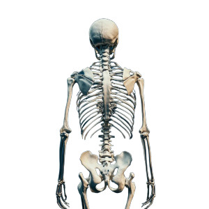 Human Skeletal System Vinyl Car Decal Sticker – Waterproof & UV-Resistant 8"