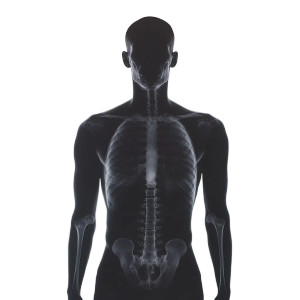 X-Rayed Torso Vinyl Car Decal Sticker – Waterproof & UV-Resistant 8"