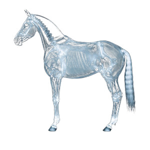 Horse X-Ray Vinyl Car Decal Sticker – Waterproof & UV-Resistant 8"