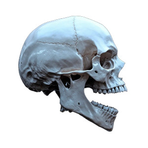 Neanderthal Skull Vinyl Car Decal Sticker – Waterproof & UV-Resistant 8" Neanderthal Skull Vinyl Car Decal Sticker – Waterproof & UV-Resistant 8"
