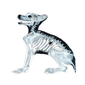 Happy Dog Skeleton Vinyl Car Decal Sticker – Waterproof & UV-Resistant 8"