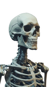 Human Skeleton Illustration Vinyl Car Decal Sticker – Waterproof & UV-Resistant 8" Human Skeleton Illustration Vinyl Car Decal Sticker – Waterproof & UV-Resistant 8"