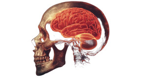 X-Ray Skull Brain V4 Vinyl Car Decal Sticker – Waterproof & UV-Resistant 8"