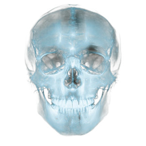 X-Ray Human Skull V2 Vinyl Car Decal Sticker – Waterproof & UV-Resistant 8" X-Ray Human Skull V2 Vinyl Car Decal Sticker – Waterproof & UV-Resistant 8"