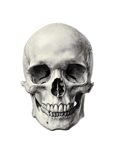Human Skull Illustration Vinyl Car Decal Sticker – Waterproof & UV-Resistant 8" Human Skull Illustration Vinyl Car Decal Sticker – Waterproof & UV-Resistant 8"