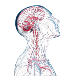 Nervous System Illustration Vinyl Car Decal Sticker – Waterproof & UV-Resistant 8"