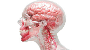 Scapula Anatomy Vinyl Car Decal Sticker – Waterproof & UV-Resistant 8"